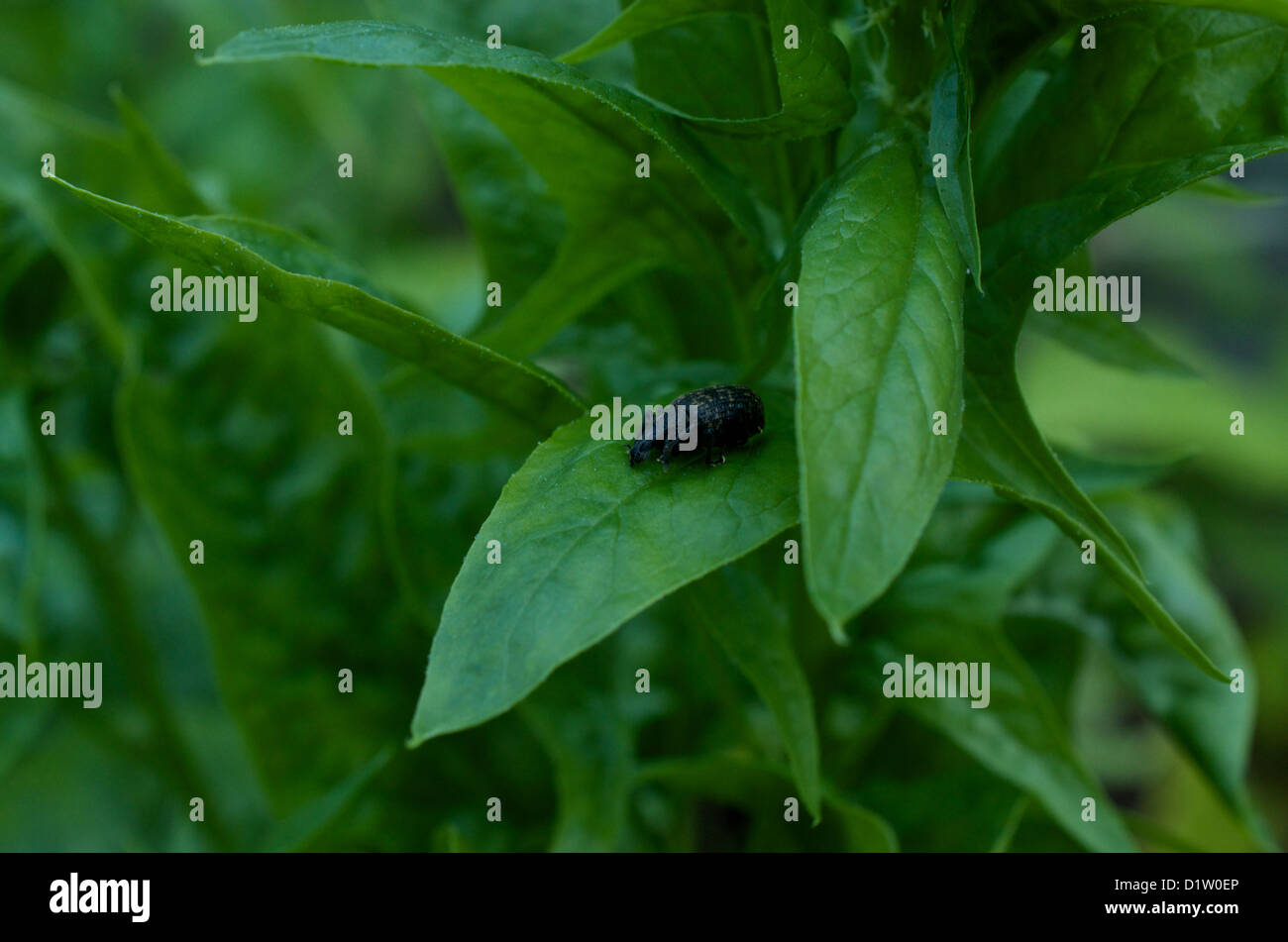 A Vine Weevil Otiorhynchus sulcatus on bolting spinach. This insect