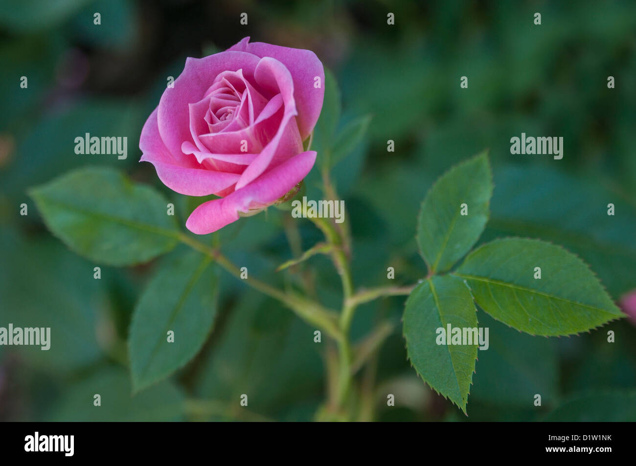 Close-up view of a pink rose with green leaves in background Stock ...