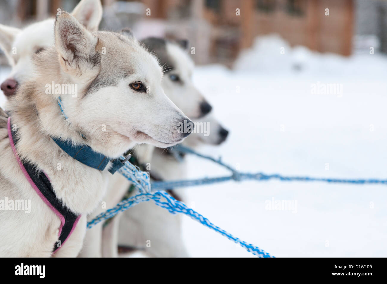 Husky dogs in Lapland Stock Photo - Alamy