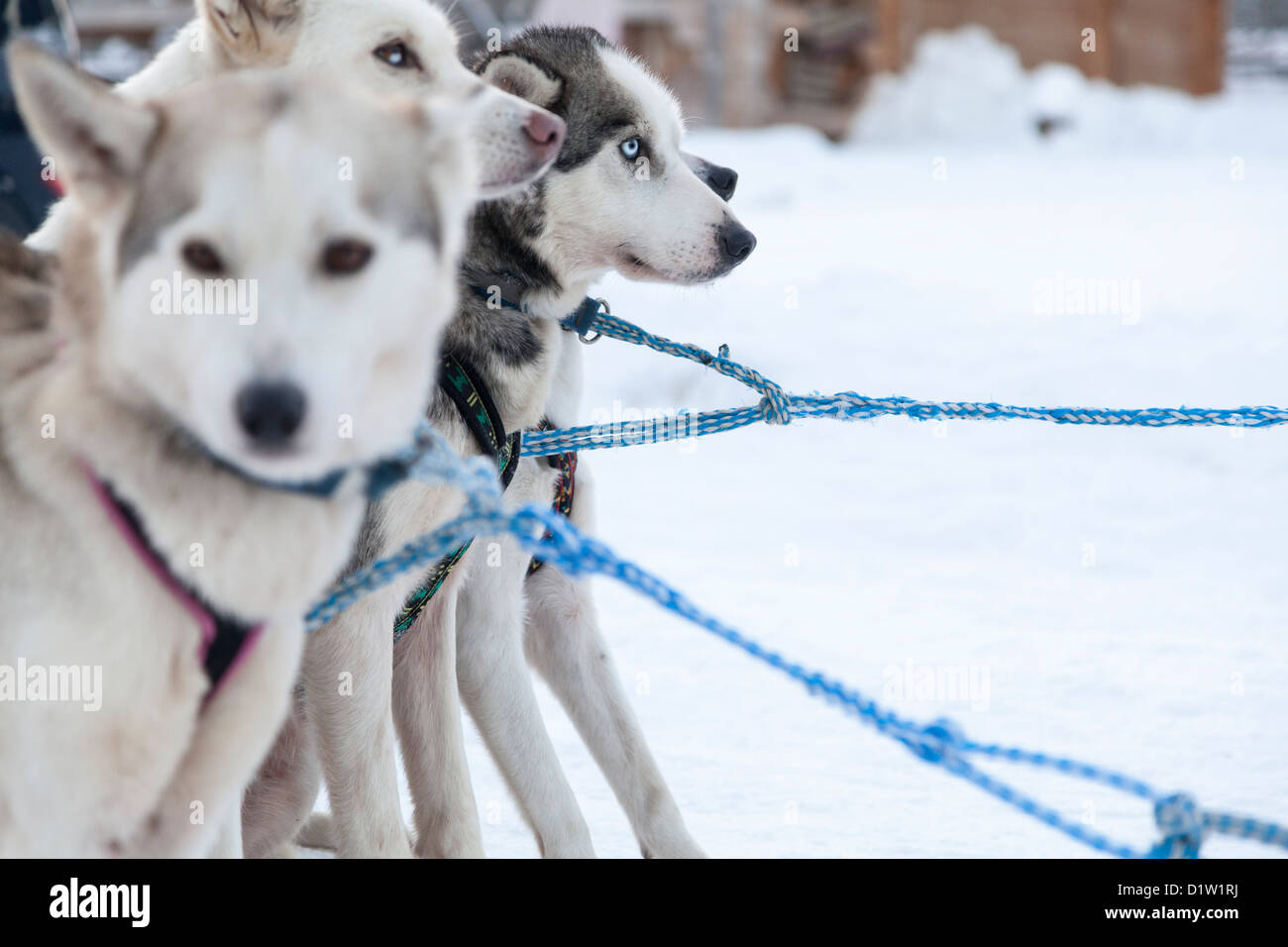 Husky dogs in Lapland Stock Photo - Alamy