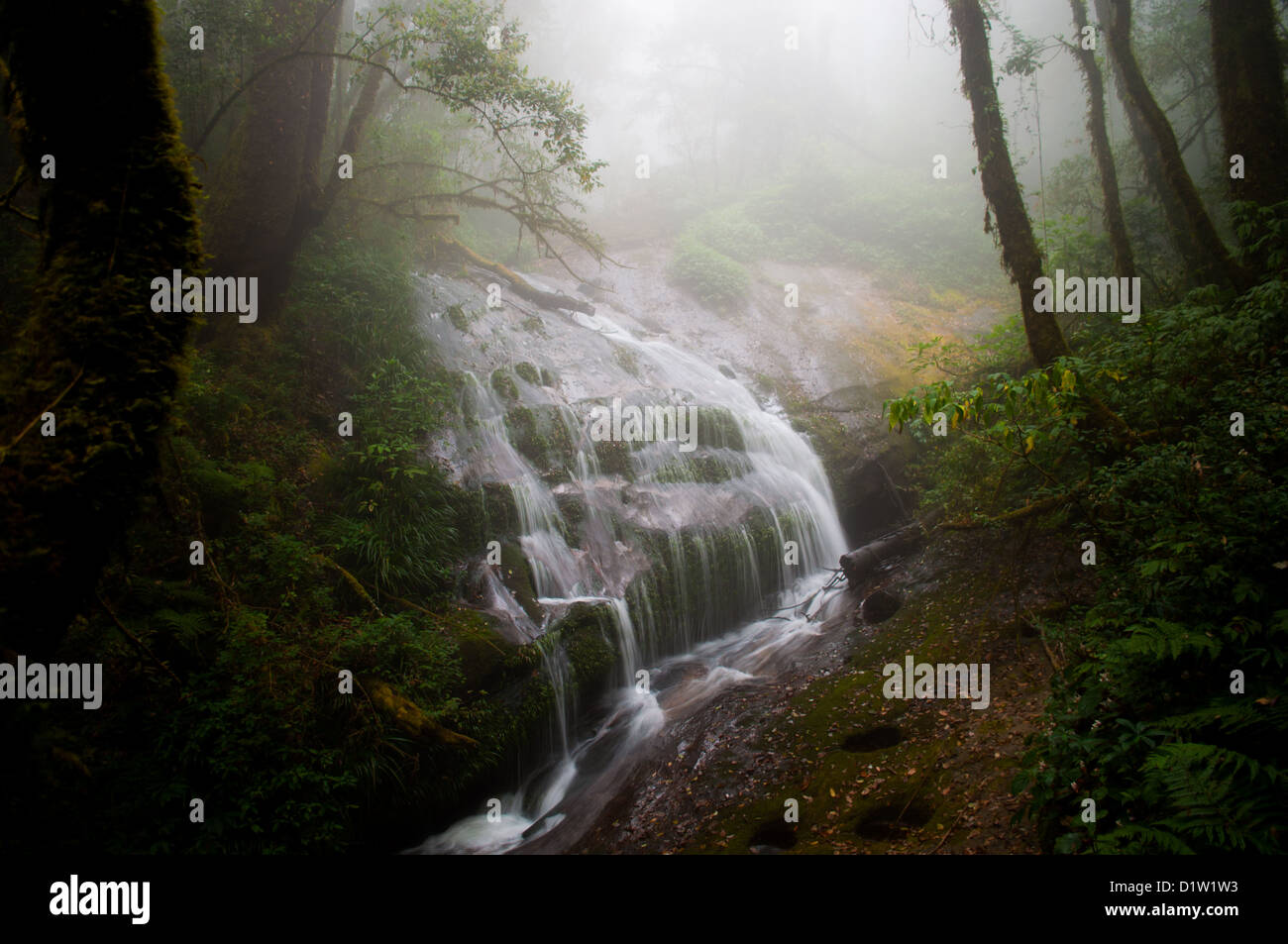 A beautiful waterfall in a misty forest. Stock Photo