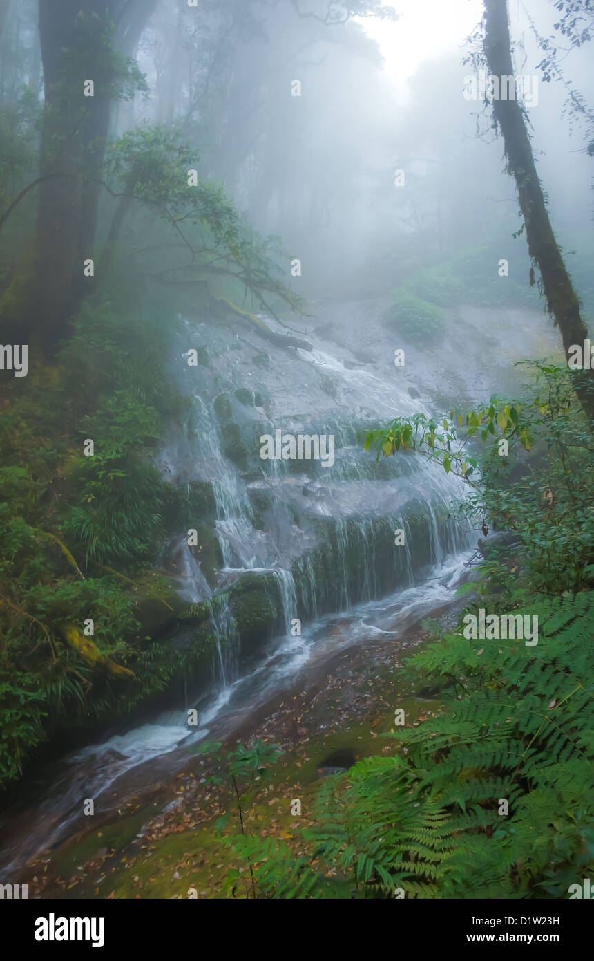 A beautiful waterfall in a misty forest. Stock Photo