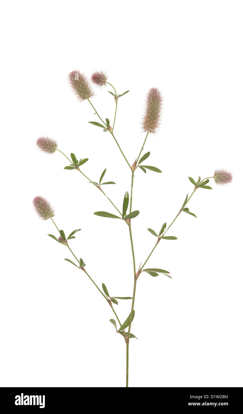 flower clover(Trifolium arvense) on white background Stock Photo