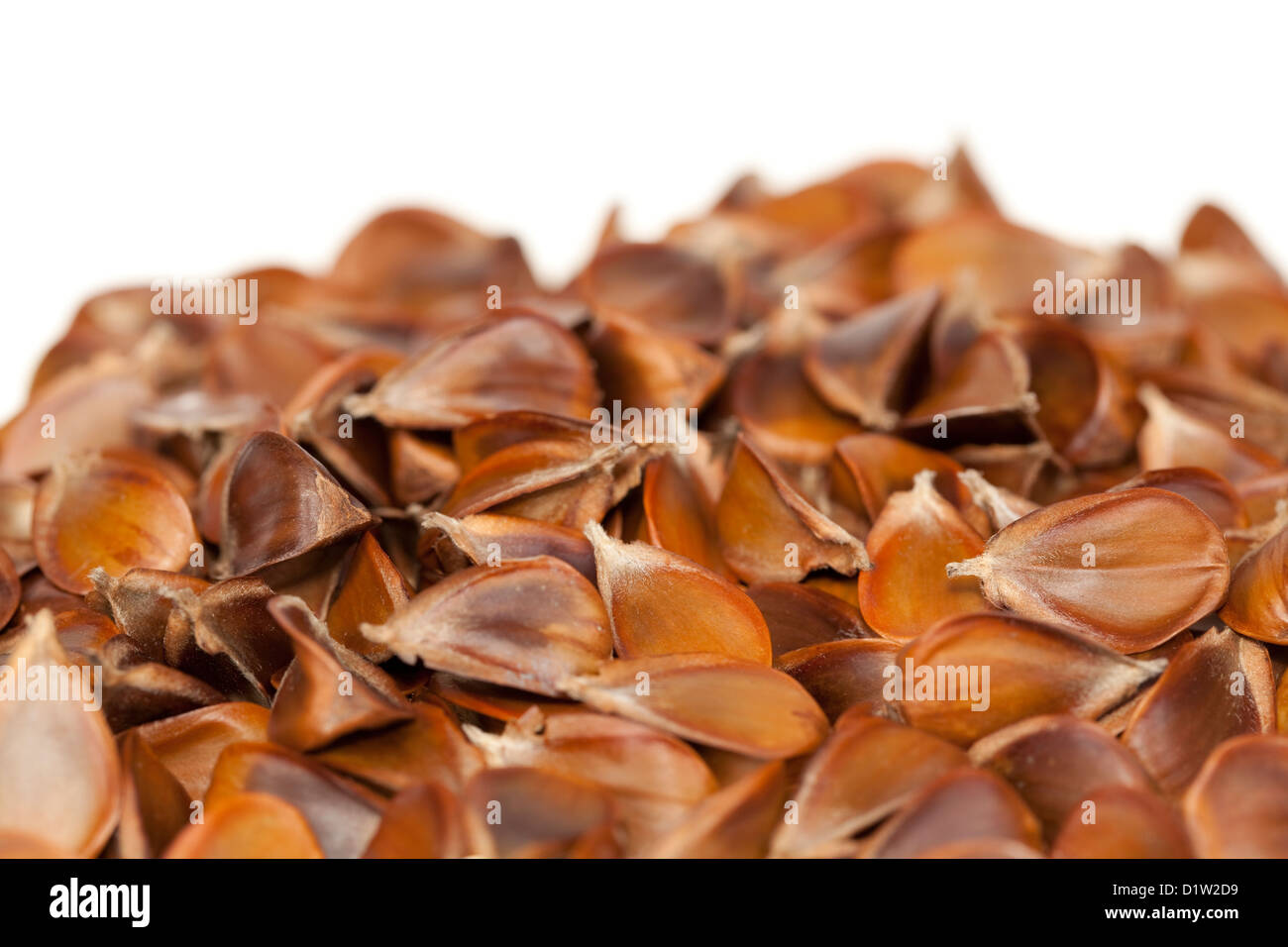 spilled seed with beech fruit on white background Stock Photo Alamy
