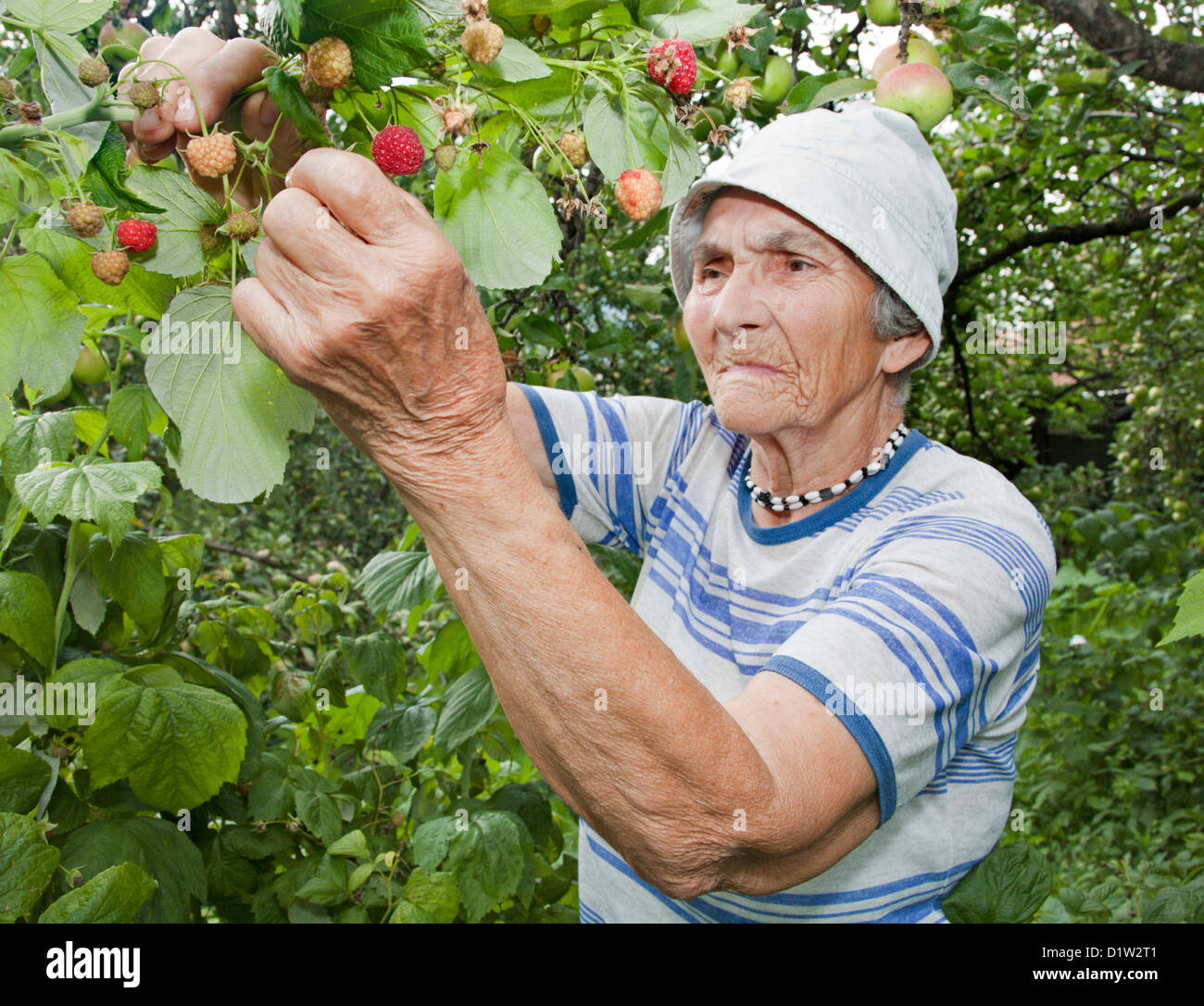 grandmother and in her garden - raspberry Stock Photo - Alamy