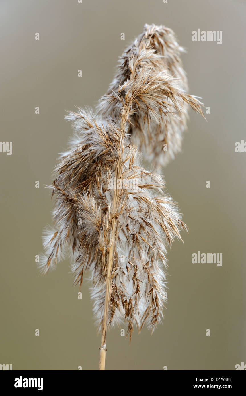 reed seed head Stock Photo Alamy