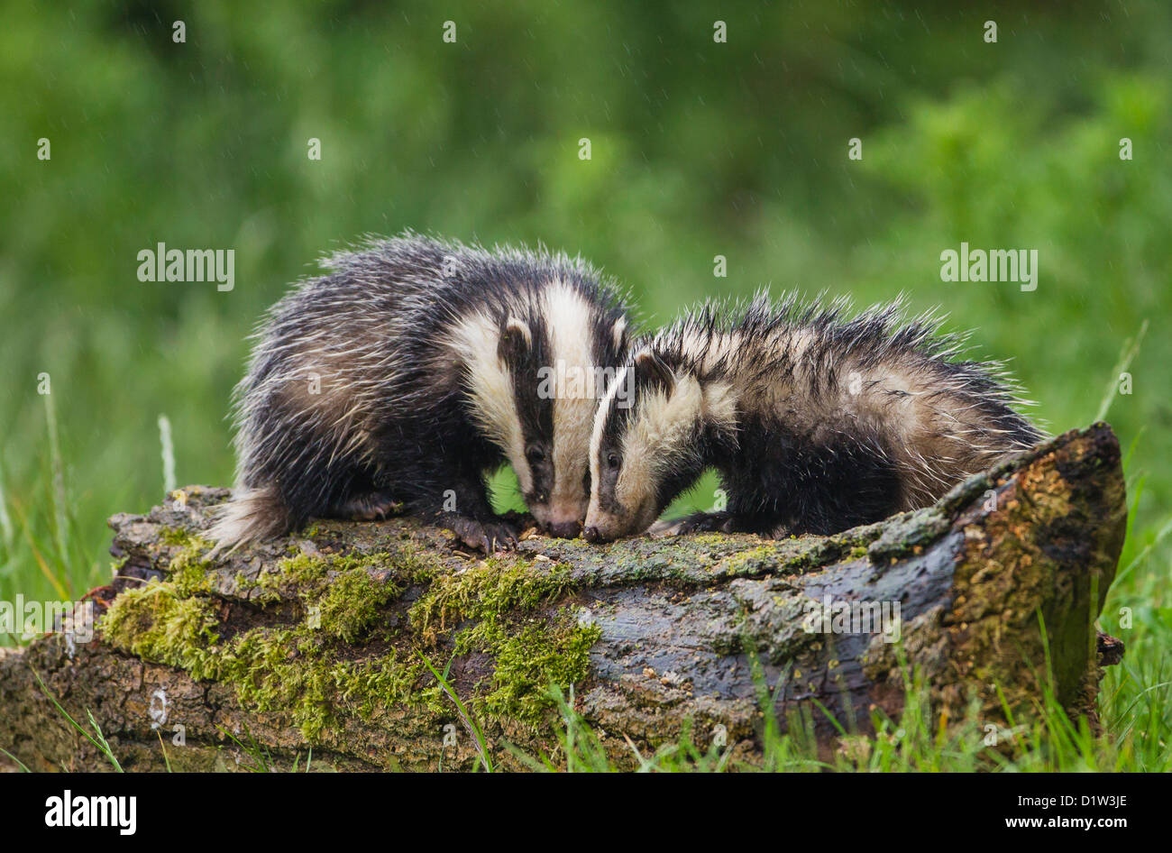 European Badger (meles meles) feeding on a tree stump in the rain Stock Photo