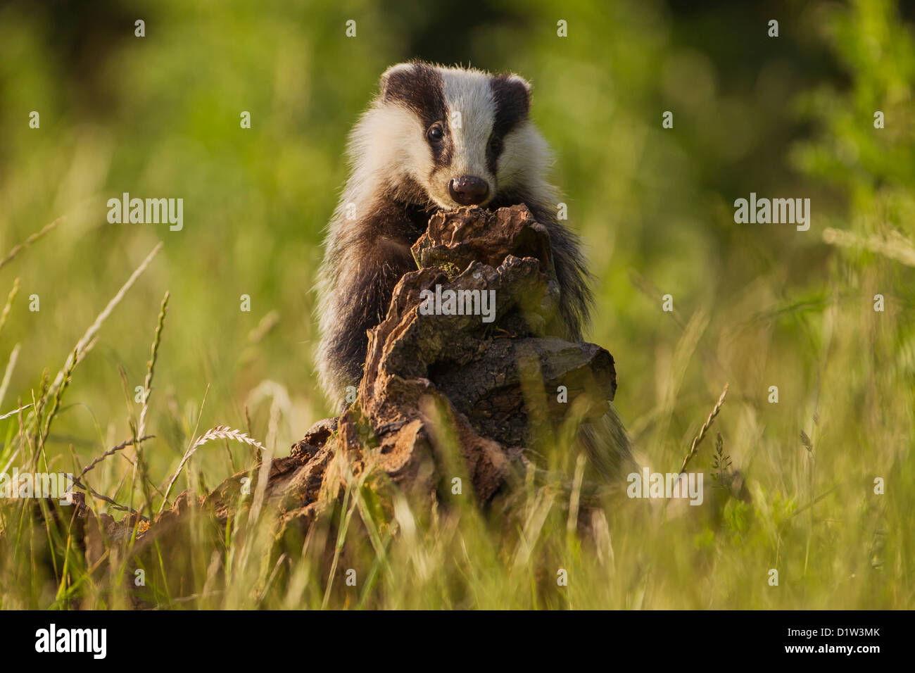 European Badger (meles meles) playing with a tree stump in evening light Stock Photo