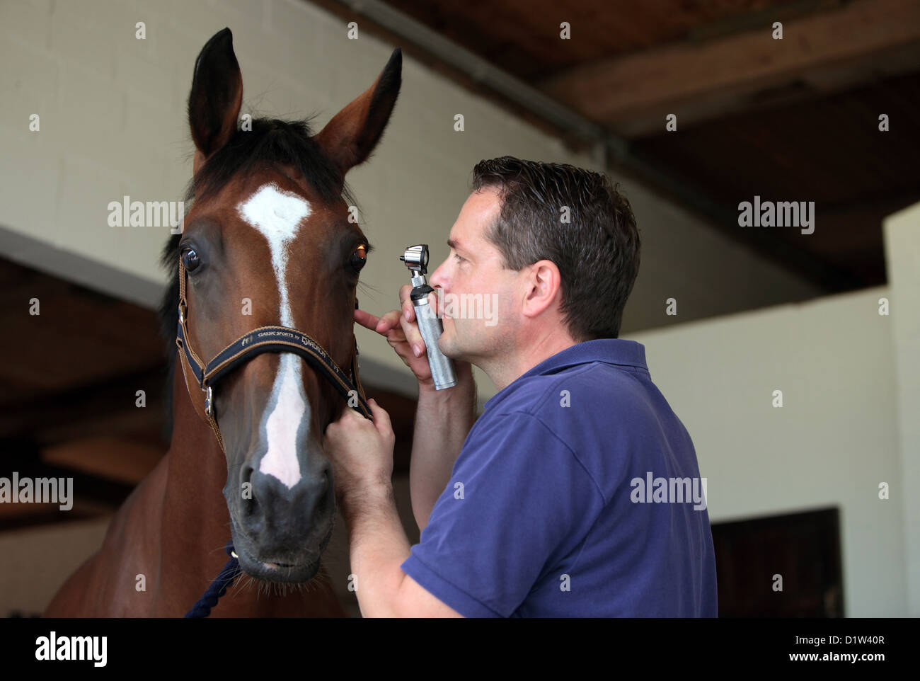 Kuchelmiß, Germany, vet looks at an eye of a horse Stock Photo