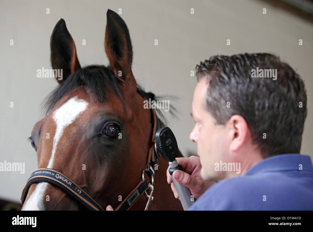 Kuchelmiß, Germany, vet looks at an eye of a horse Stock Photo