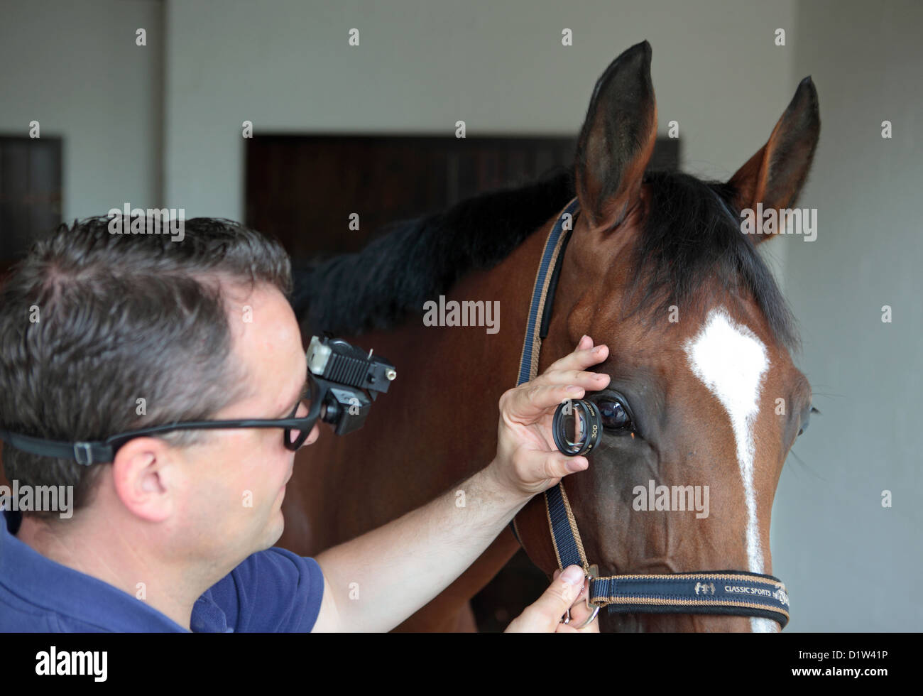 Kuchelmiß, Germany, vet looks at an eye of a horse Stock Photo