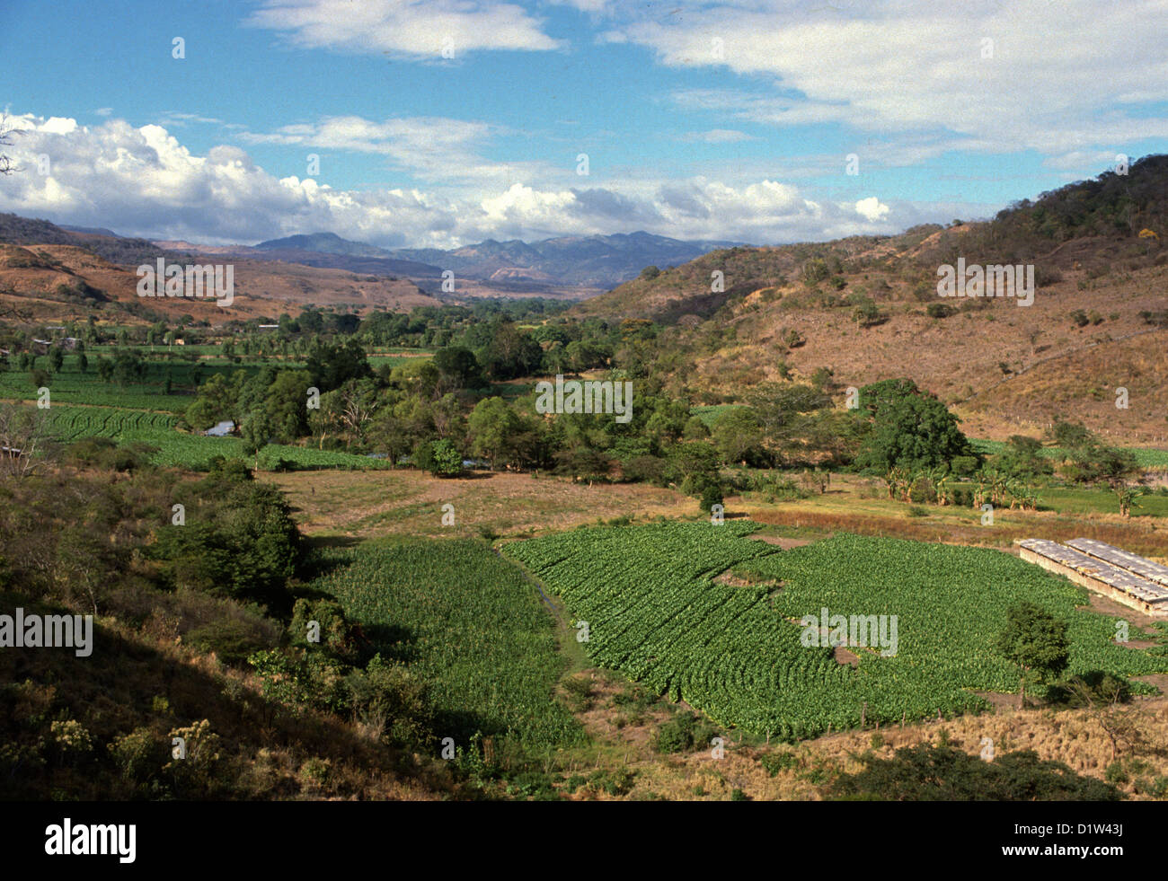Coffee plantation in el salvador hi-res stock photography and images