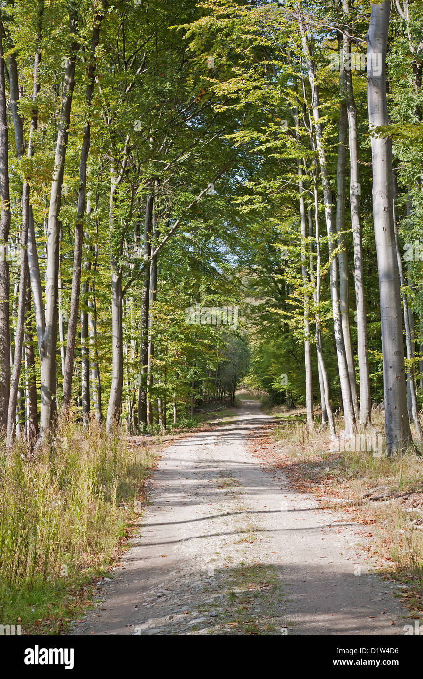 way in forest Stock Photo