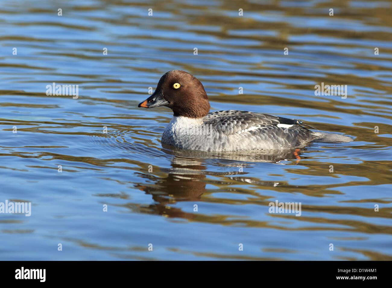 Bucephala clangula Common Goldeneye, female Stock Photo - Alamy