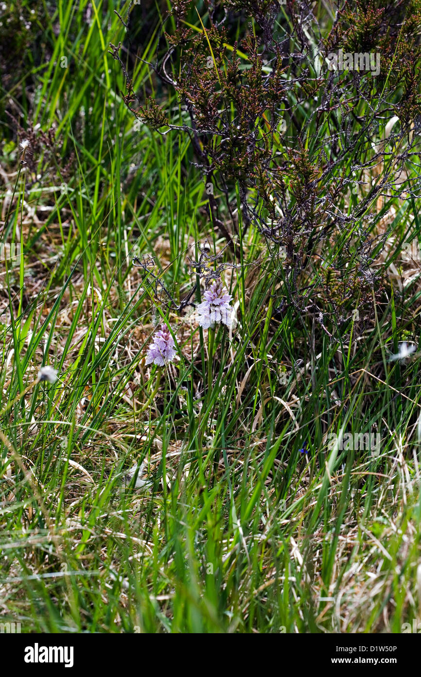 Heath Spotted Orchid  in marshland on Rubh an Dunain  Peninsular Loch Brittle Isle of Skye Scotland Stock Photo