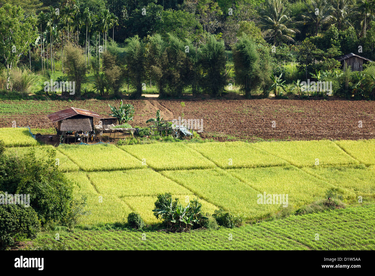 Asian rice field and house, Mae sot, Thailand Stock Photo