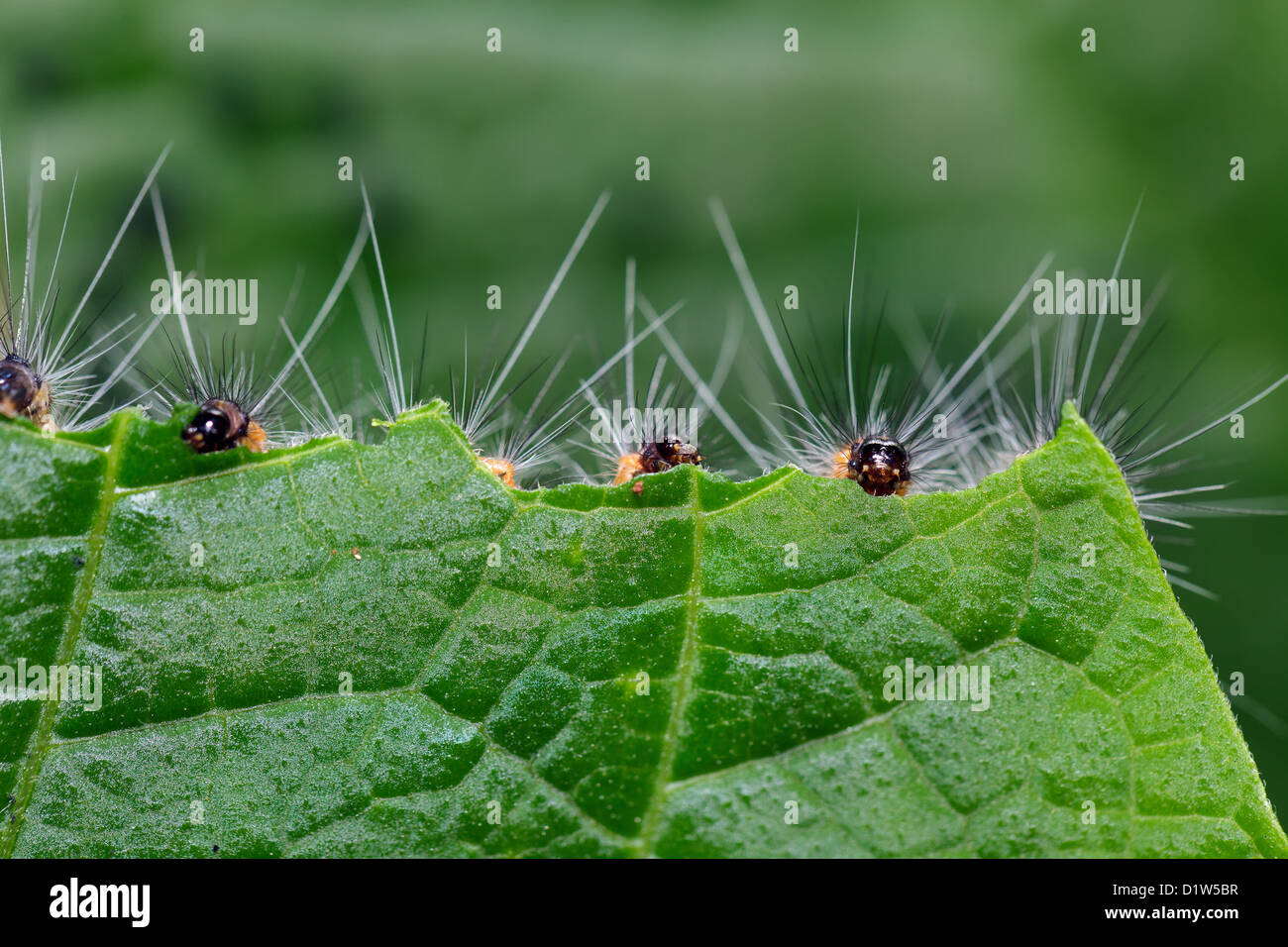 Hairy caterpillars hires stock photography and images Alamy