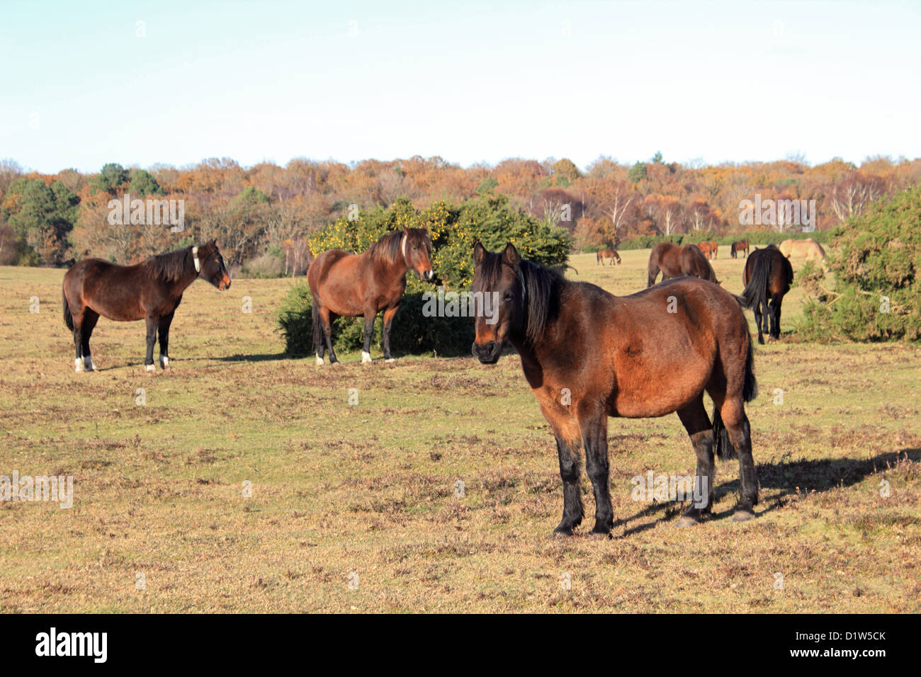 Ponies in The New Forest National Park Hampshire England UK Stock Photo