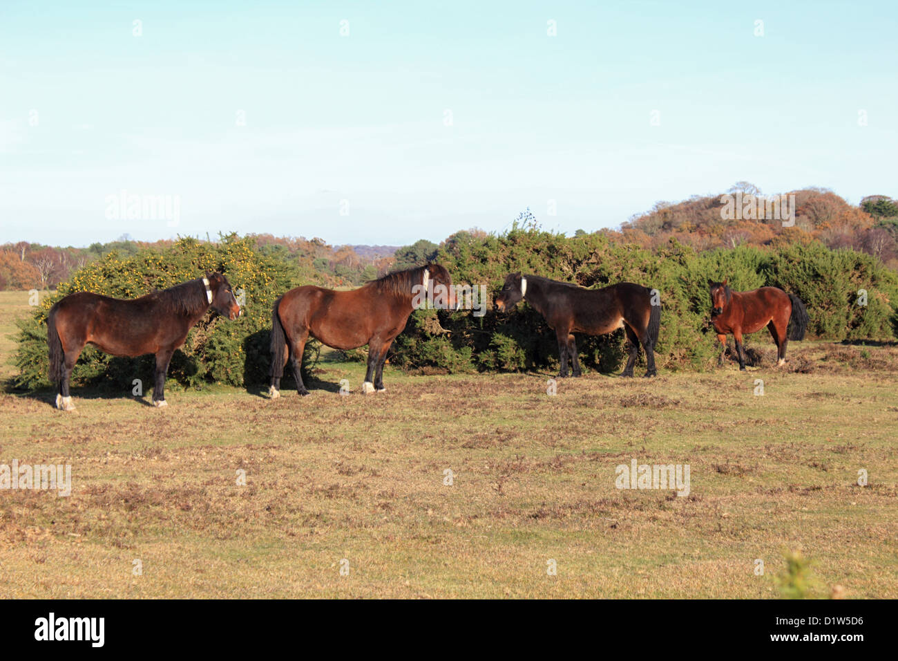 Ponies in The New Forest National Park Hampshire England UK Stock Photo