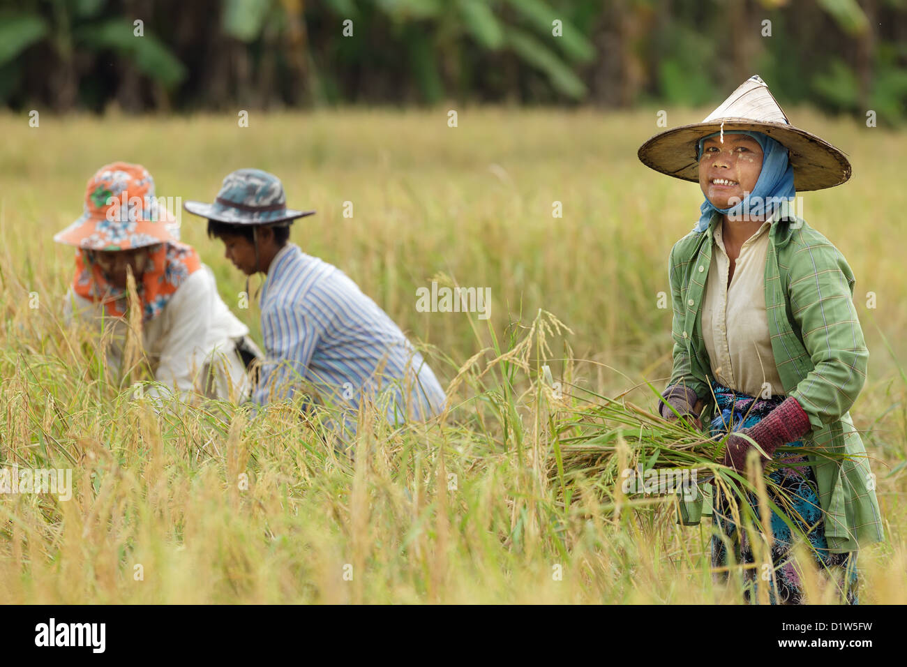Burmese farmer harvesting rice field near Mae Sot, Thailand Stock Photo