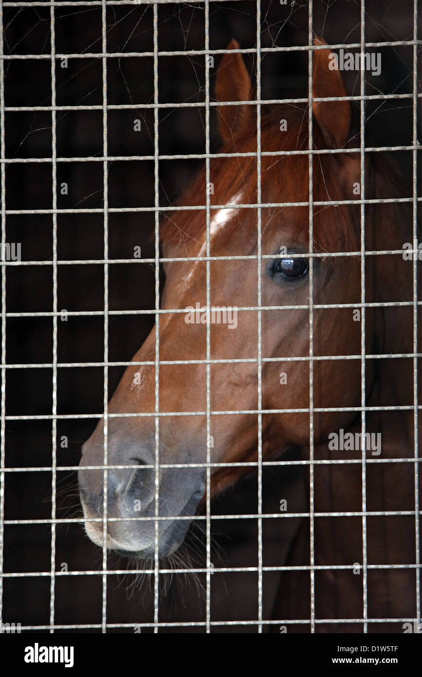 Iffezheim, Germany, a horse looking through the bars of his Box Stock Photo