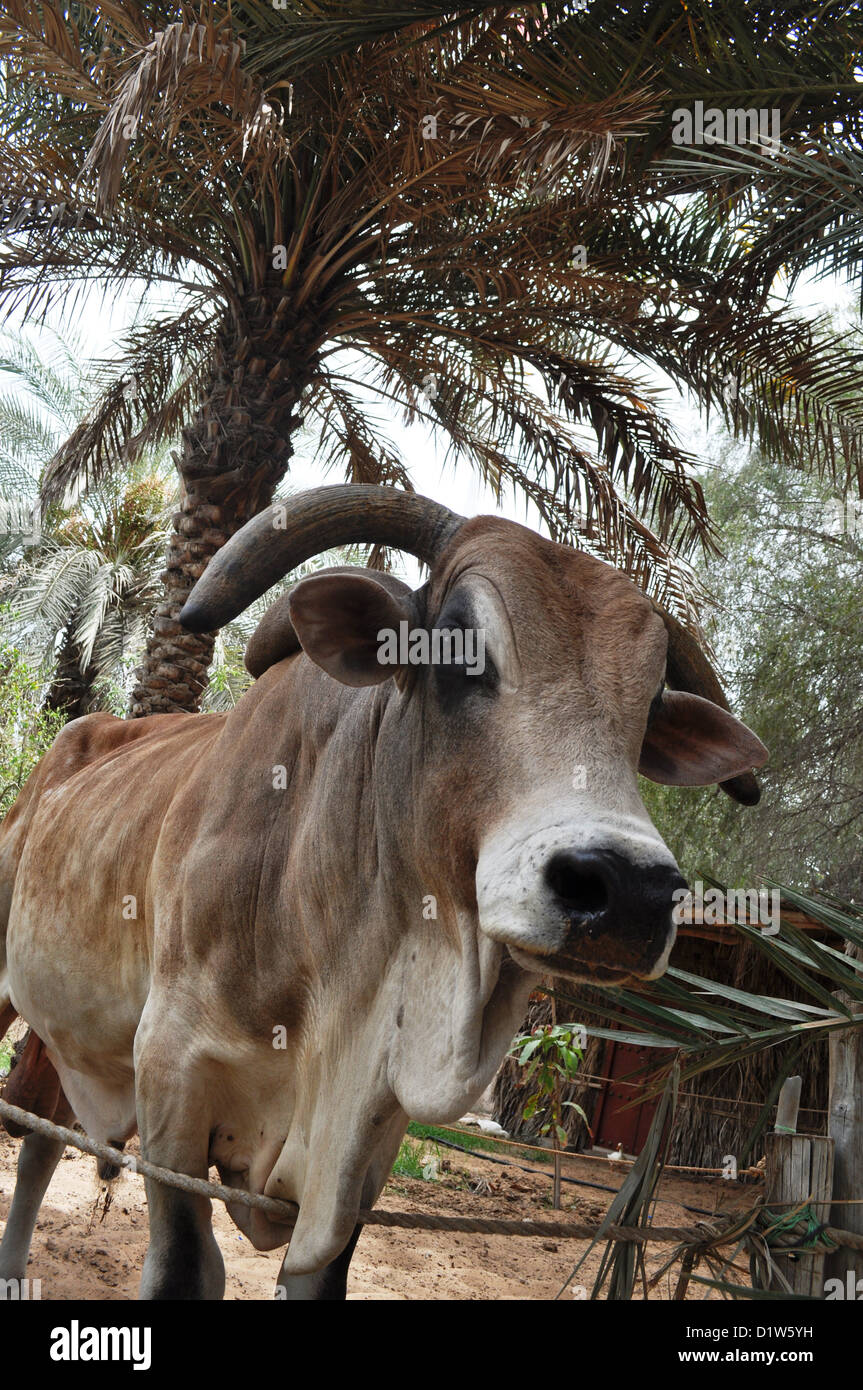 Abu Dhabi, United Arab Emirates, Heritage Village Stock Photo