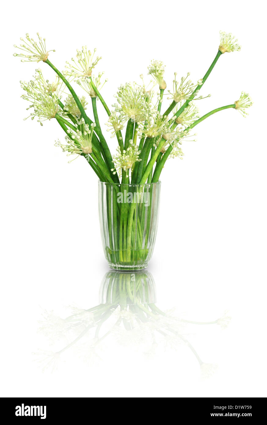 Onion leaves with flowers Stock Photo Alamy