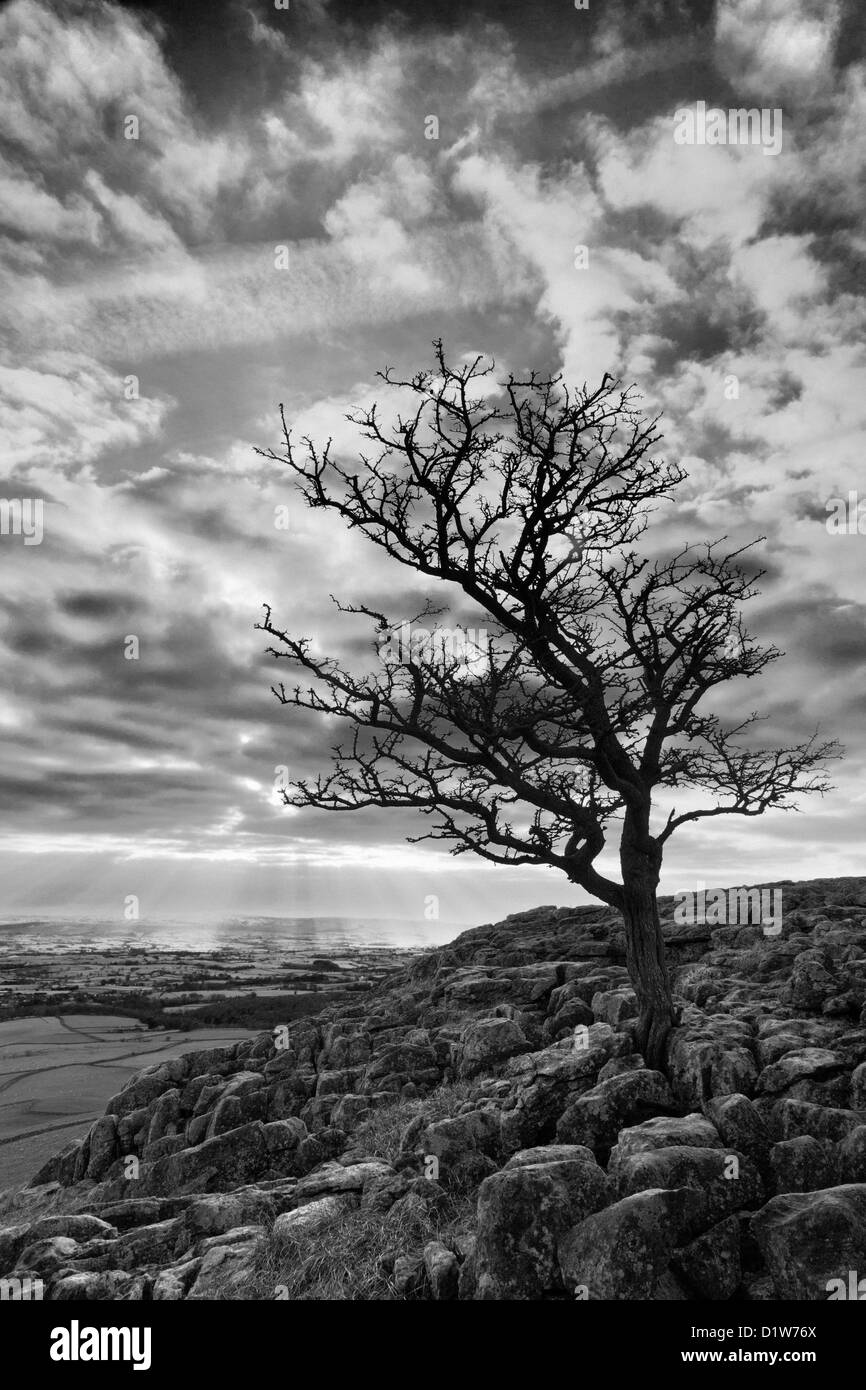 Black and white landscape image of a lone hawthorn tree on Twistleton Scars near Ingleborough in the Yorkshire Dales. Stock Photo