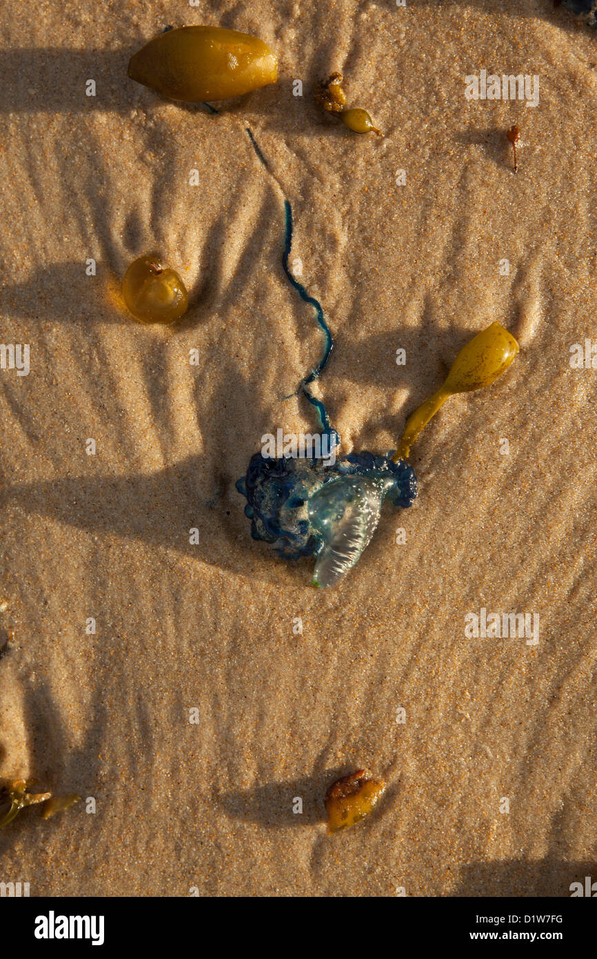 Bluebottles and seaweed washed ashore on a beach at sunrise. Stock Photo