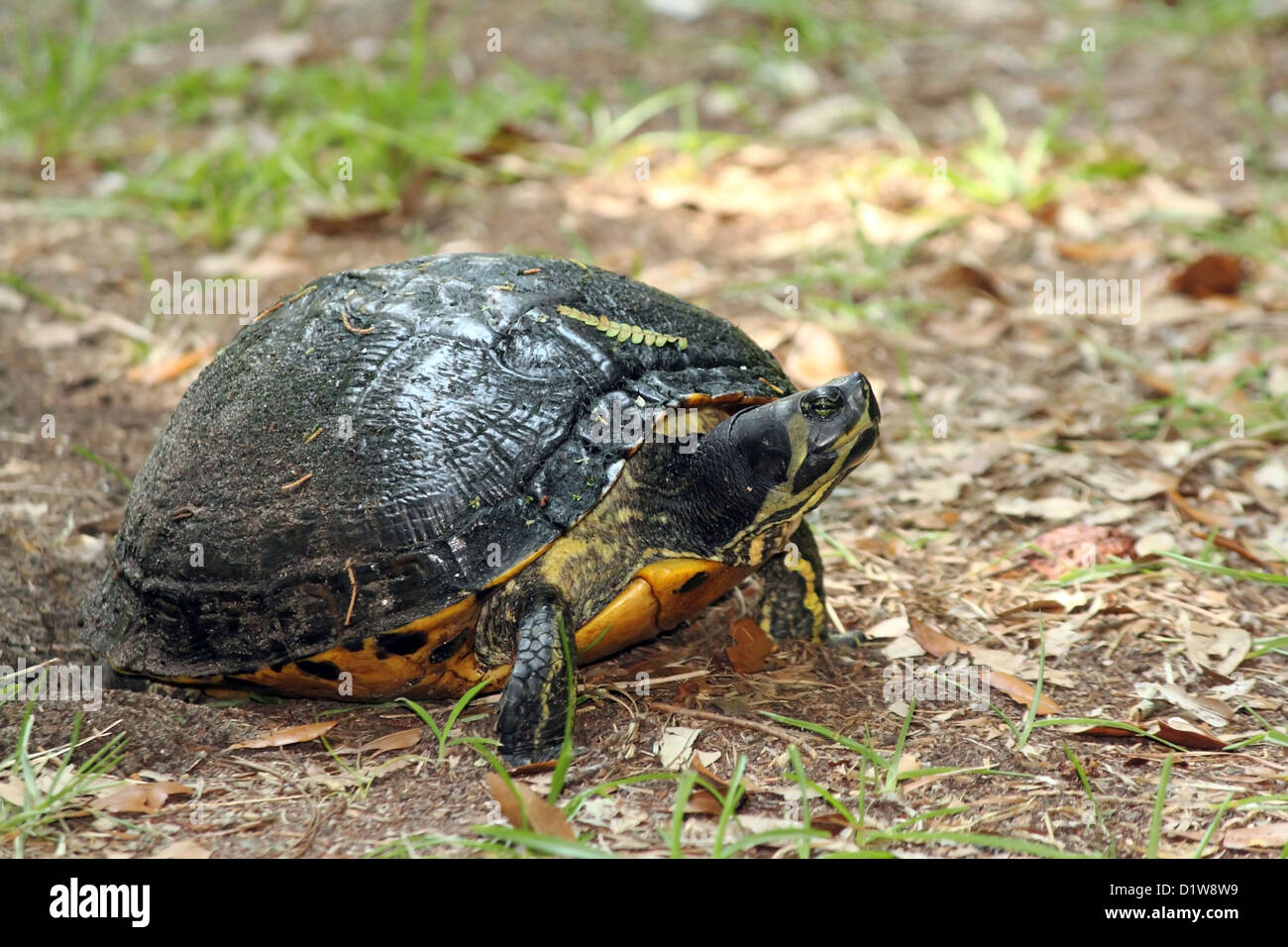 A Yellow Bellied Slider digging in the dirt with it's back legs Stock Photo
