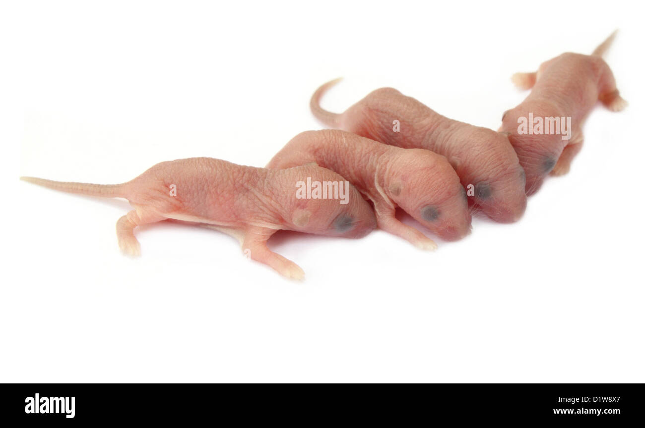 Group of newly born rats Stock Photo