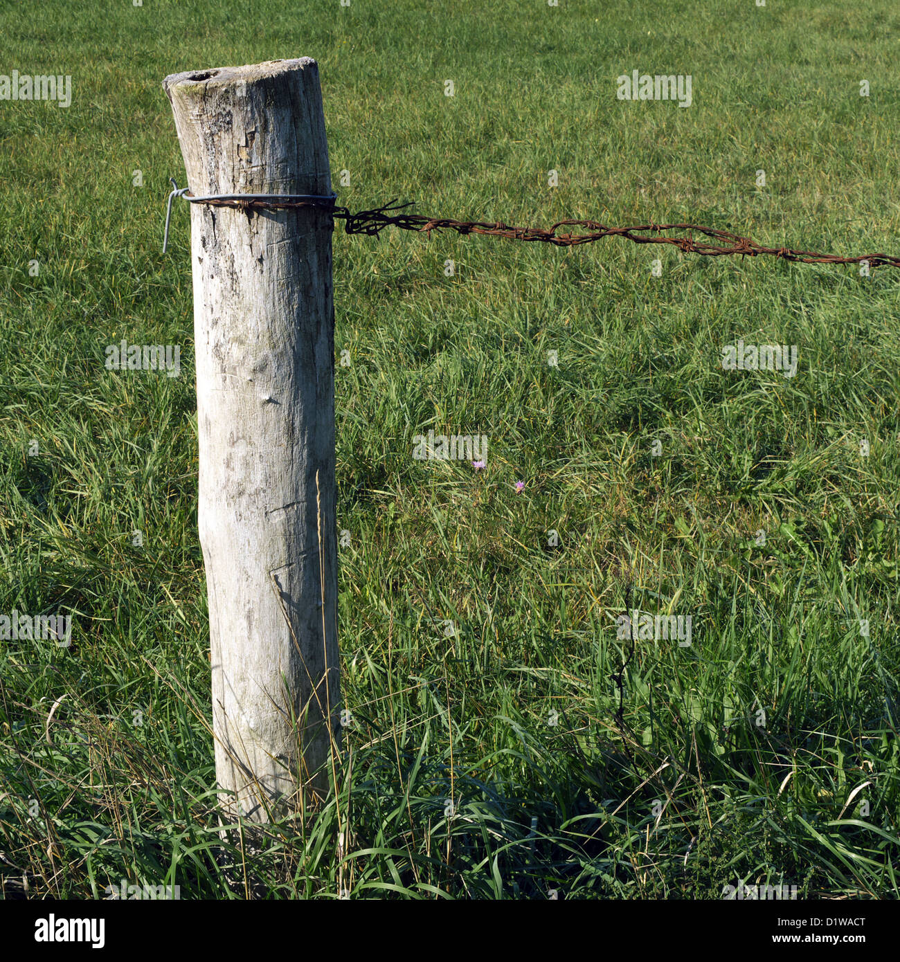 wired fence in green field Stock Photo