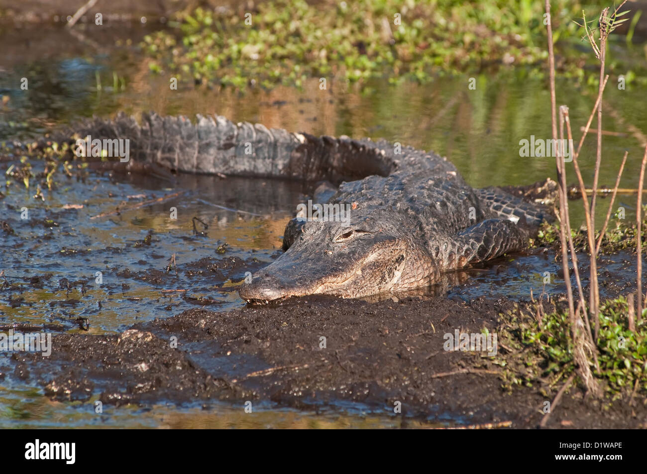 American alligator with evil eye in shallow lagoon Everglades National Park Florida Stock Photo