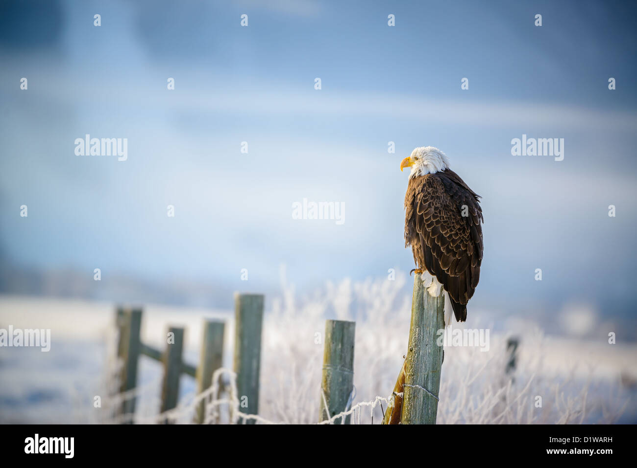 Bald Eagle in Grand Teton National Park Stock Photo