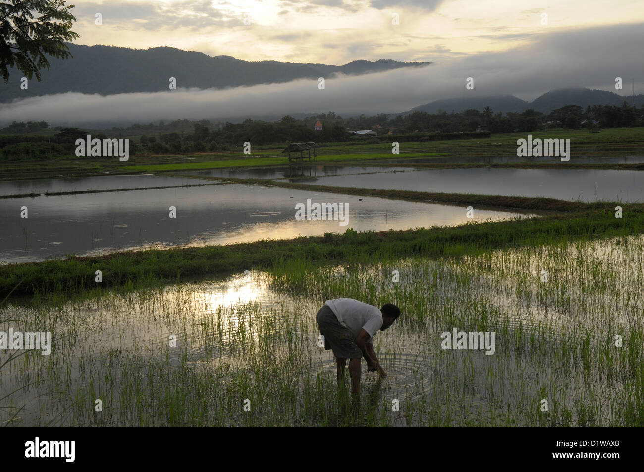 thai farmer tendering his rice paddy , early morning , rice fields outside chang rai, northern thailand Stock Photo