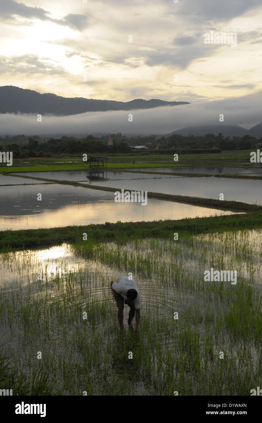 thai farmer tendering his rice paddy , early morning , rice fields outside chang rai, northern thailand Stock Photo