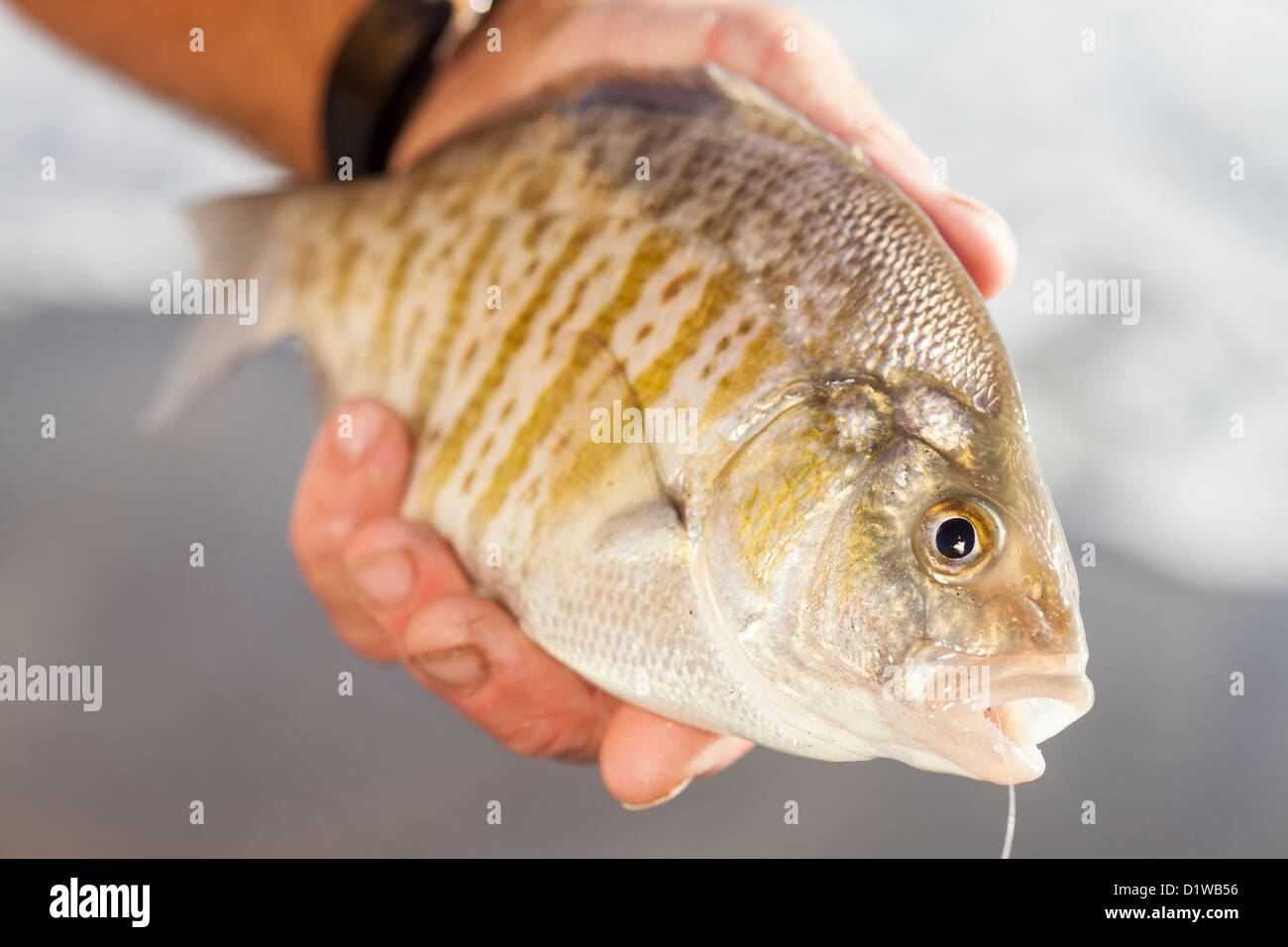 Surf perch fishing hi-res stock photography and images - Alamy
