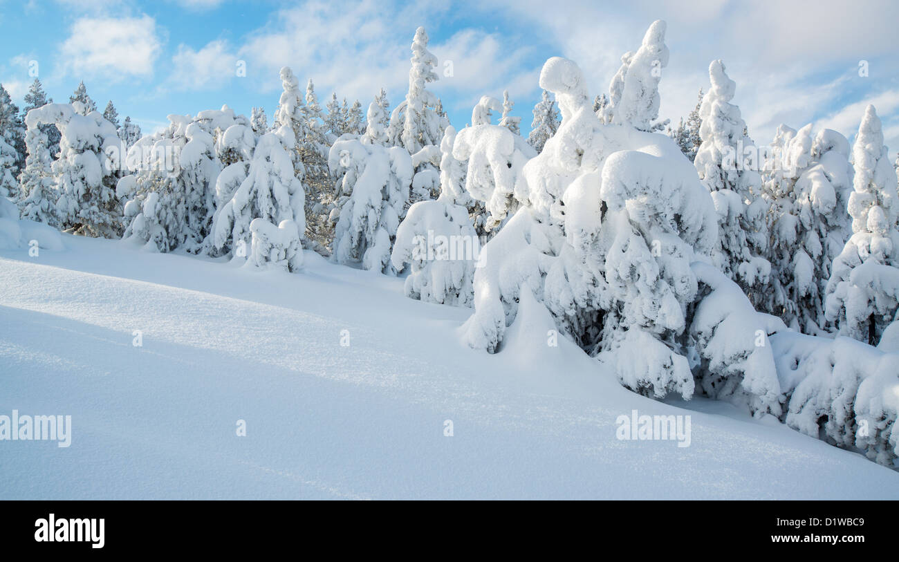 Usa Snowscape With Trees Hi Res Stock Photography And Images Alamy