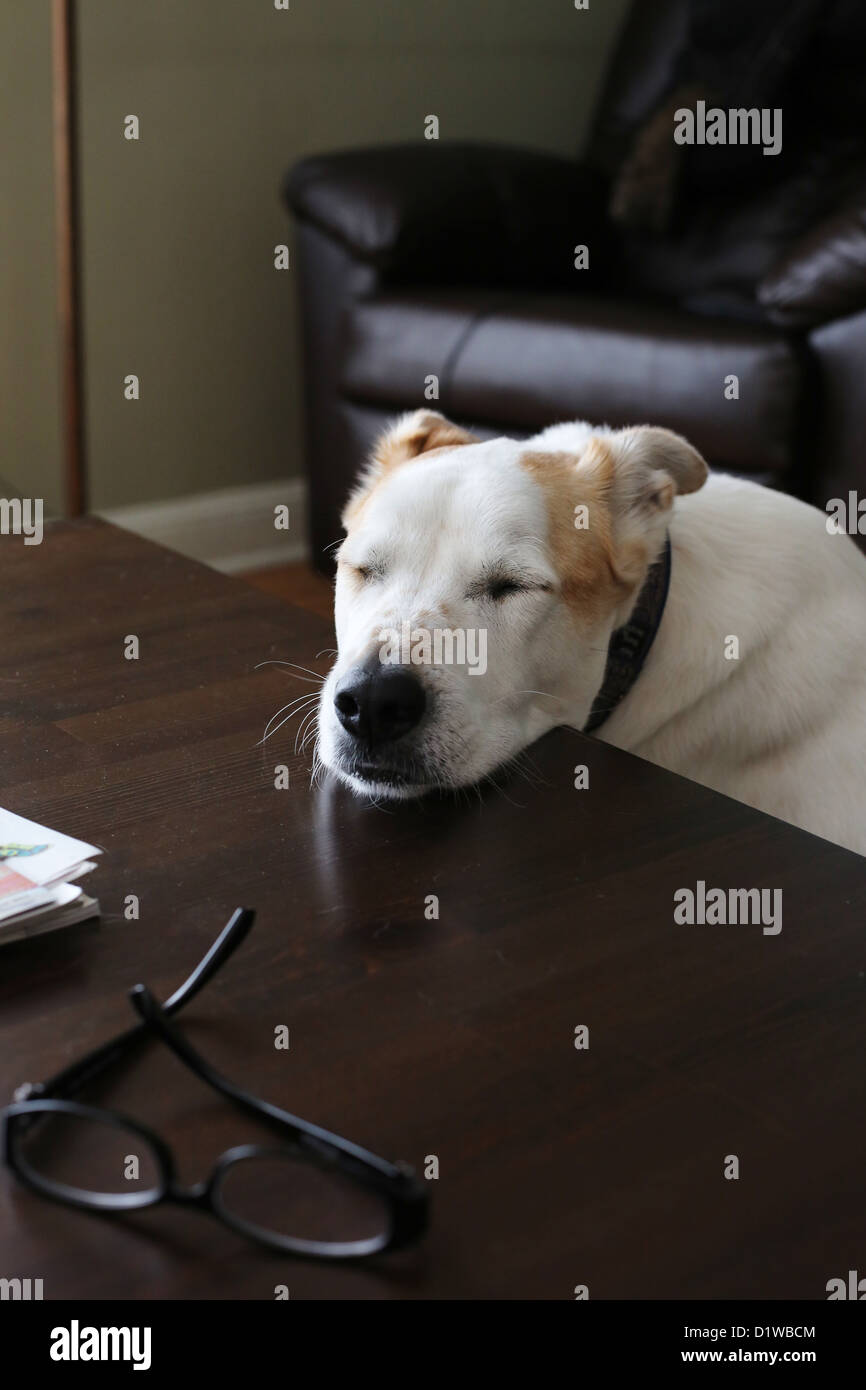 A dog sleeping with his head resting on a table. Stock Photo