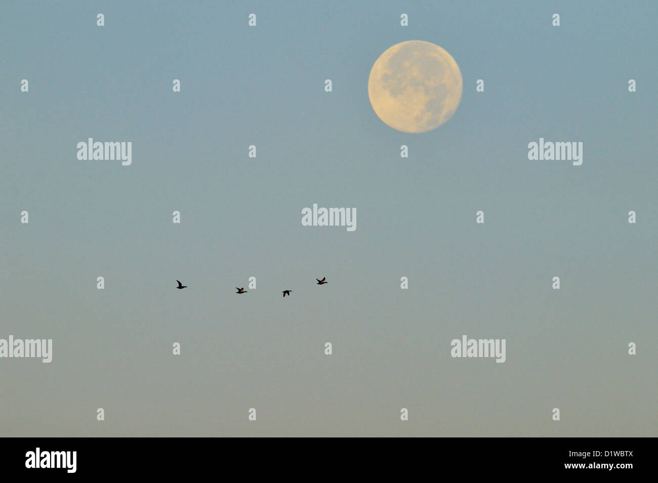 Flock of ducks flying with setting moon, Bosque del Apache National Wildlife Refuge, New Mexico, USA Stock Photo