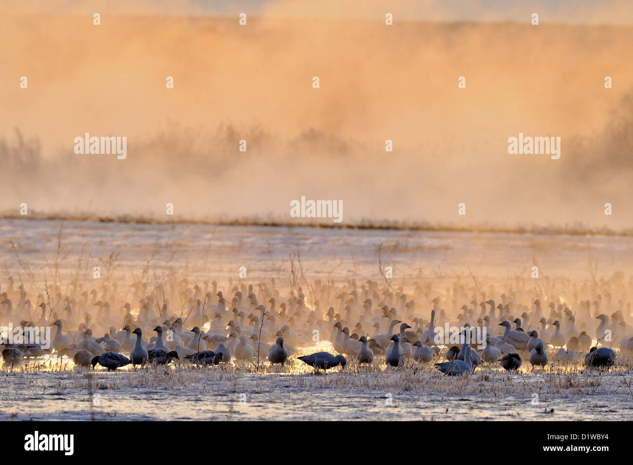 Snow Goose (Chen caerulescens) Roosting individuals in ponds at dawn, Bosque del Apache National Wildlife Refuge, New Mexico, USA Stock Photo