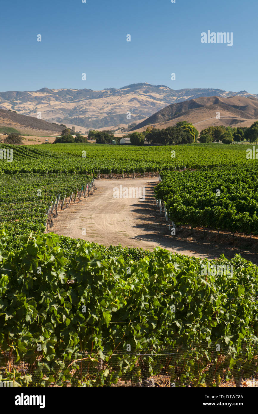 sauvignon blanc and merlot grapes are grown in vineyards along Happy Canyon Road, Santa Ynez Valley, California Stock Photo