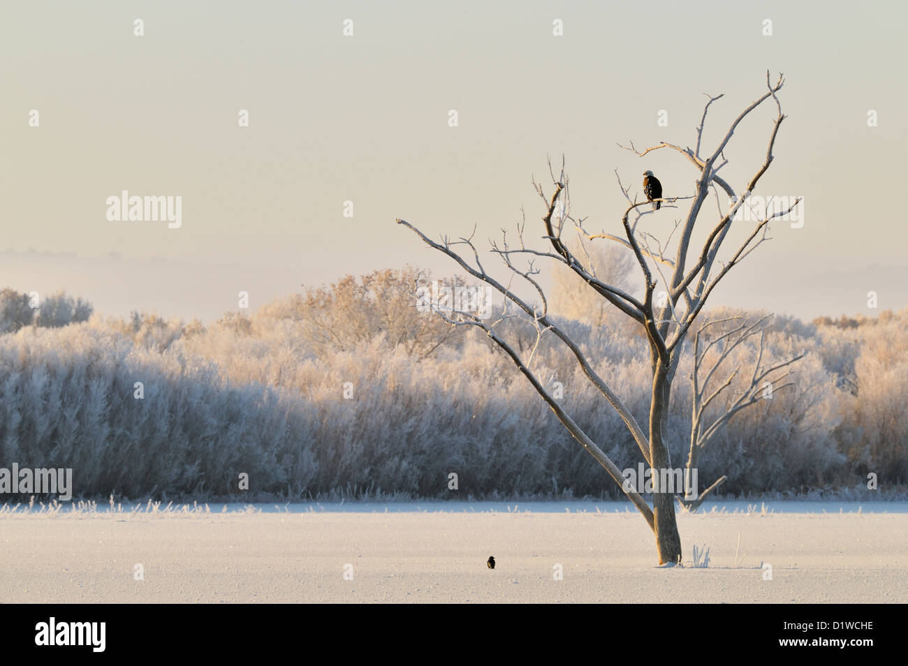 Frosted snag with roosting bald eagle, Bosque del Apache National Wildlife Refuge, New Mexico, USA Stock Photo