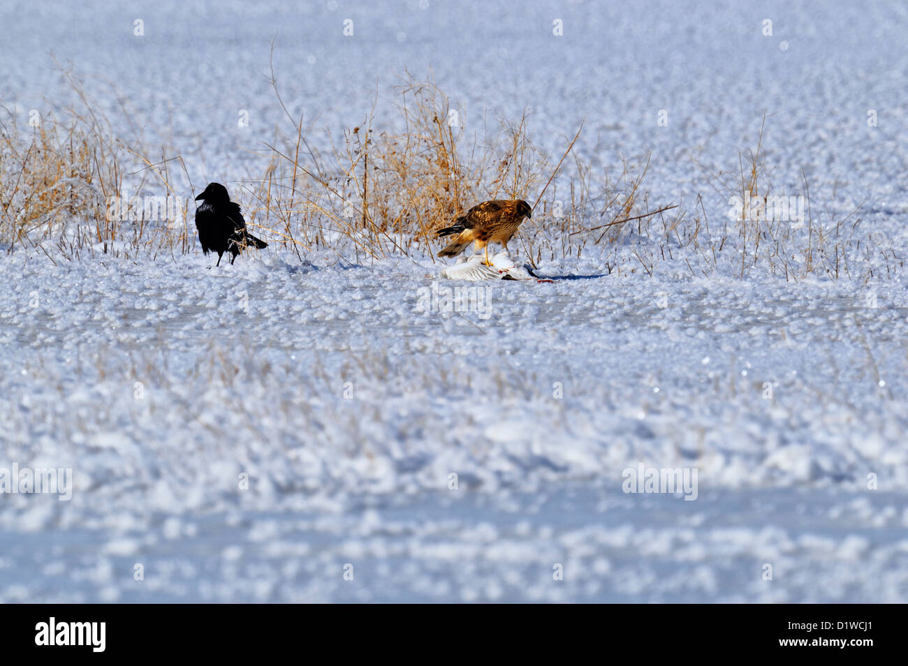 Northern harrier  (Circus cyaneus) Feeding on goose carcass with raven harassment, Bosque del Apache National Wildlife Refuge, New Mexico, USA Stock Photo