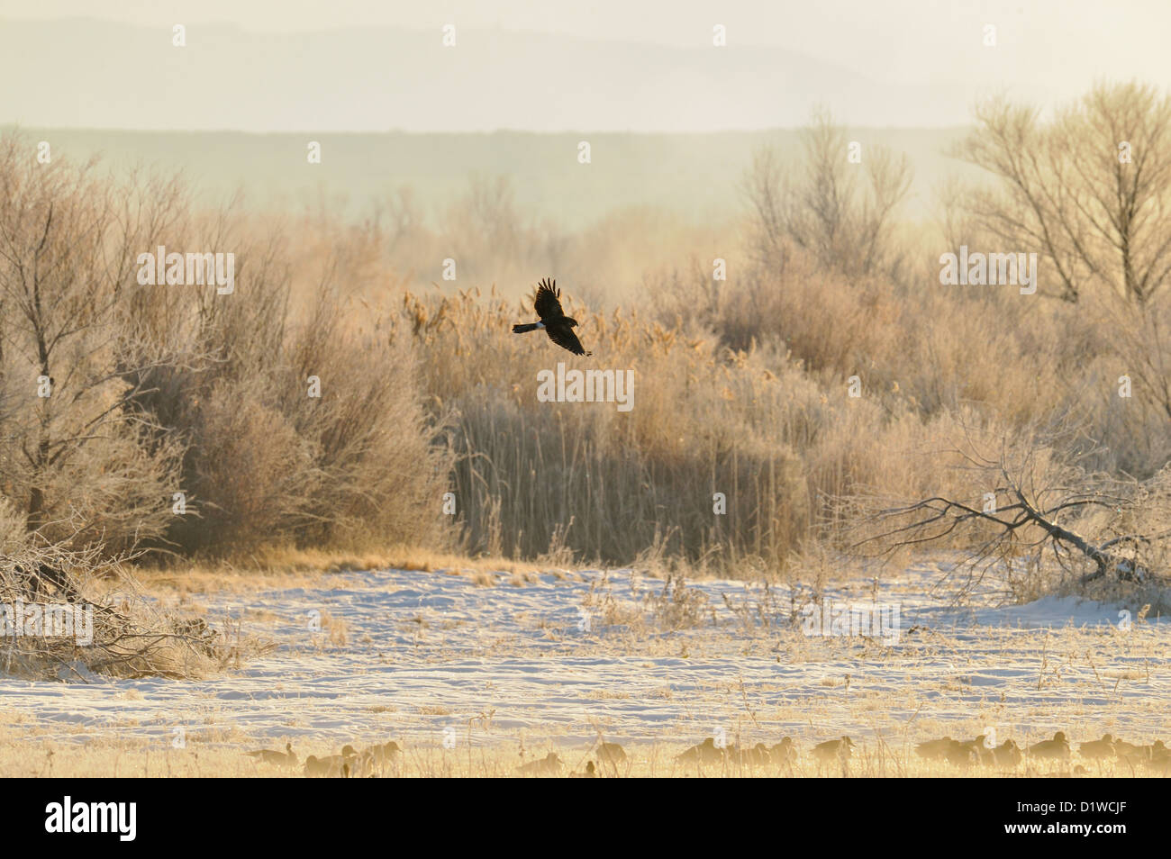 Northern harrier (Circus cyaneus) Hunting, Bosque del Apache National Wildlife Refuge, New Mexico, USA Stock Photo