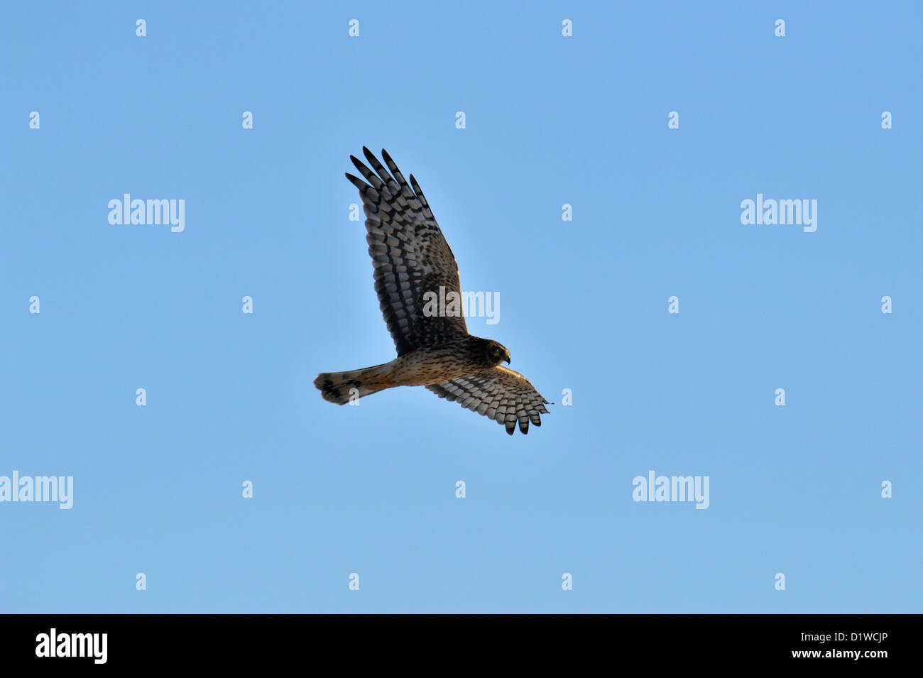 Northern harrier  (Circus cyaneus) Hunting, Bosque del Apache National Wildlife Refuge, New Mexico, USA Stock Photo