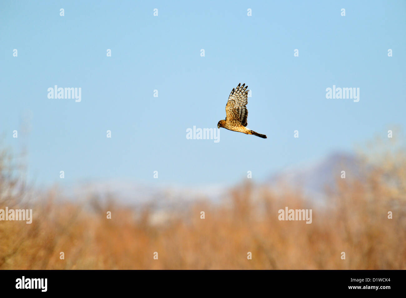 Northern harrier  (Circus cyaneus) Hunting, Bosque del Apache National Wildlife Refuge, New Mexico, USA Stock Photo