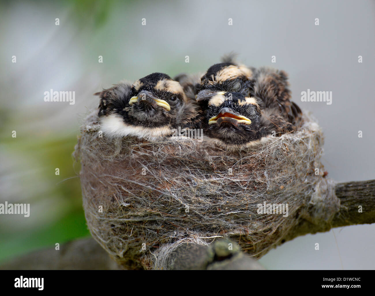 Nest of baby Willy Wagtail, black and white fantails, Victoria, South Australia Stock Photo