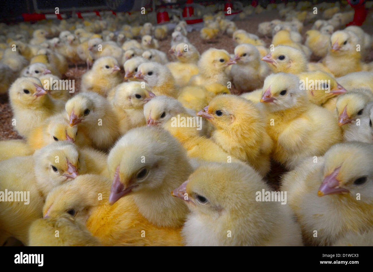 Two day old broiler chicks on chicken farm, Victoria, South Australia