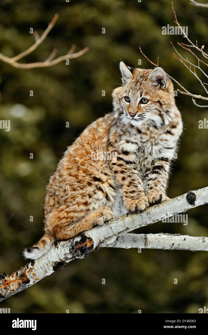 Bobcat (Lynx rufus) Kitten first winter, captive raised specimen, Bozeman Montana, USA Stock Photo